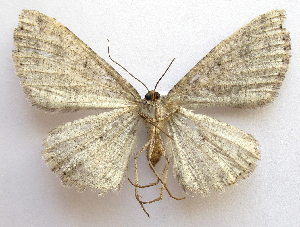  ( - BIOUG00849-H04)  @13 [ ] CreativeCommons - Attribution Non-Commercial No Derivatives (2011) Unspecified Unspecified