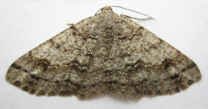  ( - BIOUG00849-H04)  @13 [ ] CreativeCommons - Attribution Non-Commercial No Derivatives (2011) Unspecified Unspecified