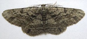  ( - BIOUG00850-A11)  @13 [ ] CreativeCommons - Attribution Non-Commercial No Derivatives (2011) Unspecified Unspecified