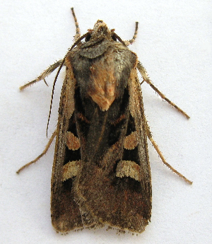  ( - BIOUG00851-A03)  @12 [ ] CreativeCommons - Attribution Non-Commercial No Derivatives (2011) Unspecified Unspecified