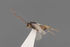  ( - Protapanteles_bombycis_male_paratype_2)  @11 [ ] Unspecified (default): All Rights Reserved  Unspecified Unspecified
