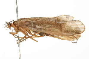  (Halesus sachalinensis - 09JPTRI-033)  @13 [ ] CreativeCommons - Attribution (2010) CBG Photography Group Centre for Biodiversity Genomics