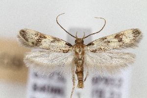  (Oegoconia sp - CJSI23057)  @11 [ ] by-nc-sa (2023) J. Schmid Unspecified