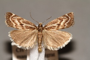  (Catoptria zermattensis - CJSI24030)  @11 [ ] by-nc-sa (2024) J. Schmid Unspecified