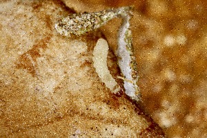  (Tinea sp - CJSI2516)  @11 [ ] by-nc-sa (2021) J&uuml;rg Schmid Unspecified