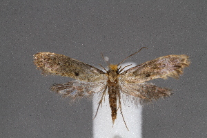  ( - CJSI2517)  @11 [ ] by-nc-sa (2021) J&uuml;rg Schmid Unspecified