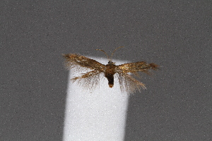  ( - CJSI2522)  @11 [ ] by-nc-sa (2021) J&uuml;rg Schmid Unspecified