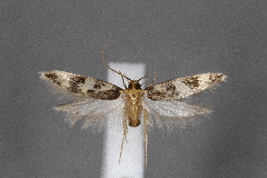  (Oegoconia sp - CJSI2523)  @11 [ ] by-nc-sa (2021) J&uuml;rg Schmid Unspecified