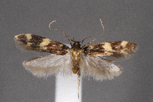  ( - CJSI2525)  @11 [ ] by-nc-sa (2021) J&uuml;rg Schmid Unspecified