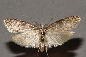  ( - CJSI2526)  @11 [ ] by-nc-sa (2021) J&uuml;rg Schmid Unspecified