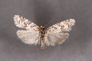  ( - CJSI2535)  @11 [ ] by-nc-sa (2021) J&uuml;rg Schmid Unspecified