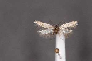  ( - CJSI2549)  @11 [ ] by-nc-sa (2021) J&uuml;rg Schmid Unspecified