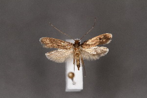  (Tinea striolella - CJSI2556)  @11 [ ] by-nc-sa (2021) Jürg Schmid Unspecified