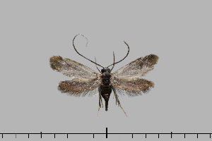  (Cauchas sp - CJSI2581)  @11 [ ] by-nc-sa (2021) J&uuml;rg Schmid Unspecified