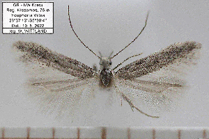  (Megacraspedus sp - CJSI2586)  @11 [ ] by-nc-sa (2021) Jürg Schmid Unspecified