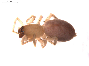  ( - BIOUG00635-B07)  @12 [ ] CC-0  G. Blagoev 2011 Unspecified