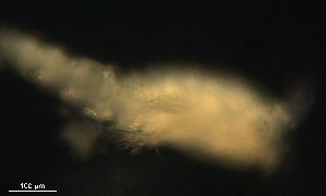  ( - BIOUG48555.D09)  @11 [ ] CreativeCommons  Attribution Non-Commercial Share-Alike  Jessica Schultz Centre for Biodiversity Genomics