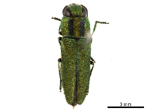  ( - BIOUG44550-A06)  @11 [ ] CreativeCommons - Attribution (2018) CBG Photography Group Centre for Biodiversity Genomics
