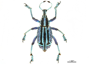  (Eupholus bennetti - BIOUG44550-A08)  @11 [ ] CreativeCommons - Attribution (2018) CBG Photography Group Centre for Biodiversity Genomics