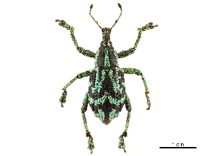  (Eupholus browni - BIOUG44550-A09)  @11 [ ] CreativeCommons - Attribution (2018) CBG Photography Group Centre for Biodiversity Genomics