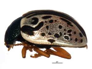  ( - BIOUG00874-G01)  @13 [ ] CreativeCommons - Attribution (2011) CBG Photography Group Centre for Biodiversity Genomics