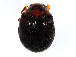  (Caenocara bicolor - BIOUG00971-F08)  @14 [ ] CreativeCommons - Attribution (2011) CBG Photography Group Centre for Biodiversity Genomics