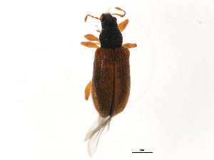  (Phyllobius oblongus - BIOUG00972-D09)  @15 [ ] CreativeCommons - Attribution (2011) CBG Photography Group Centre for Biodiversity Genomics