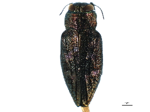  (Chrysobothris femorata - BIOUG00990-F11)  @15 [ ] CreativeCommons - Attribution (2011) CBG Photography Group Centre for Biodiversity Genomics