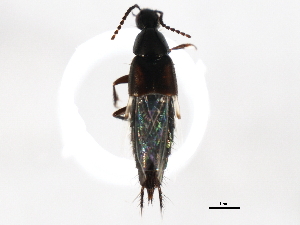  ( - BIOUG00990-H07)  @12 [ ] CreativeCommons - Attribution (2011) CBG Photography Group Centre for Biodiversity Genomics