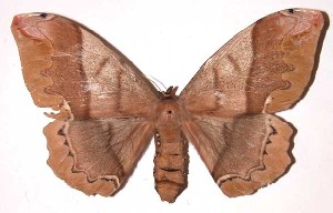  ( - 01-SRNP-16623)  @14 [ ] CreativeCommons - Attribution Non-Commercial Share-Alike (2003) Daniel H. Janzen Guanacaste Dry Forest Conservation Fund