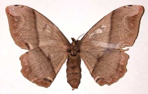  ( - 01-SRNP-16623)  @14 [ ] CreativeCommons - Attribution Non-Commercial Share-Alike (2003) Daniel H. Janzen Guanacaste Dry Forest Conservation Fund