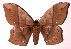  ( - 01-SRNP-16756)  @14 [ ] CreativeCommons - Attribution Non-Commercial Share-Alike (2003) Daniel H. Janzen Guanacaste Dry Forest Conservation Fund