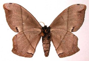  ( - 01-SRNP-16756)  @14 [ ] CreativeCommons - Attribution Non-Commercial Share-Alike (2003) Daniel H. Janzen Guanacaste Dry Forest Conservation Fund