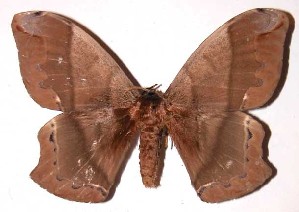  ( - 01-SRNP-16850)  @14 [ ] CreativeCommons - Attribution Non-Commercial Share-Alike (2003) Daniel H. Janzen Guanacaste Dry Forest Conservation Fund