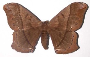  ( - 02-SRNP-35090)  @14 [ ] CreativeCommons - Attribution Non-Commercial Share-Alike (2003) Daniel H. Janzen Guanacaste Dry Forest Conservation Fund