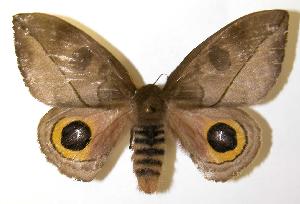  ( - 03-SRNP-9819)  @14 [ ] CreativeCommons - Attribution Non-Commercial Share-Alike (2004) Daniel H. Janzen Guanacaste Dry Forest Conservation Fund