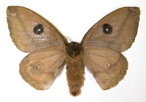  ( - 03-SRNP-9819)  @14 [ ] CreativeCommons - Attribution Non-Commercial Share-Alike (2004) Daniel H. Janzen Guanacaste Dry Forest Conservation Fund