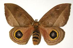  ( - 04-SRNP-1816)  @14 [ ] CreativeCommons - Attribution Non-Commercial Share-Alike (2005) Daniel H. Janzen Guanacaste Dry Forest Conservation Fund