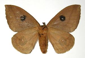  ( - 04-SRNP-1816)  @14 [ ] CreativeCommons - Attribution Non-Commercial Share-Alike (2005) Daniel H. Janzen Guanacaste Dry Forest Conservation Fund