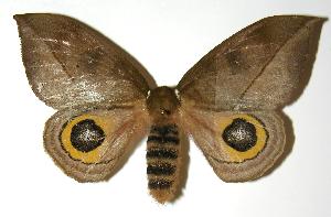  ( - 04-SRNP-2891)  @14 [ ] CreativeCommons - Attribution Non-Commercial Share-Alike (2005) Daniel H. Janzen Guanacaste Dry Forest Conservation Fund