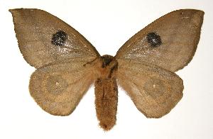  ( - 04-SRNP-2891)  @14 [ ] CreativeCommons - Attribution Non-Commercial Share-Alike (2005) Daniel H. Janzen Guanacaste Dry Forest Conservation Fund