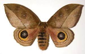  ( - 04-SRNP-41840)  @14 [ ] CreativeCommons - Attribution Non-Commercial Share-Alike (2005) Daniel H. Janzen Guanacaste Dry Forest Conservation Fund