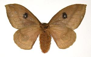  ( - 04-SRNP-41840)  @14 [ ] CreativeCommons - Attribution Non-Commercial Share-Alike (2005) Daniel H. Janzen Guanacaste Dry Forest Conservation Fund