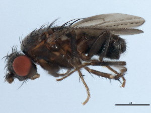  (Rachispoda cf. cryptica - 10JSROW-0225)  @13 [ ] CreativeCommons - Attribution (2010) CBG Photography Group Centre for Biodiversity Genomics