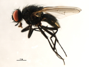  ( - 10JSROW-0770)  @13 [ ] CreativeCommons - Attribution (2010) CBG Photography Group Centre for Biodiversity Genomics