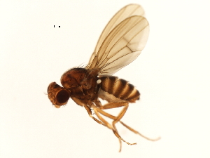  (Drosophila colorata - 10JSROW-0775)  @17 [ ] CreativeCommons - Attribution (2010) CBG Photography Group Centre for Biodiversity Genomics