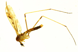  ( - 10JSROW-1332)  @13 [ ] CreativeCommons - Attribution (2010) CBG Photography Group Centre for Biodiversity Genomics