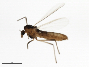  ( - 10JSROW-1379)  @13 [ ] CreativeCommons - Attribution (2011) CBG Photography Group Centre for Biodiversity Genomics