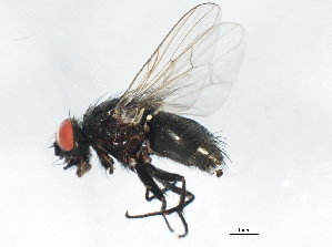  ( - 10JSROW-1717)  @13 [ ] CreativeCommons - Attribution (2011) CBG Photography Group Centre for Biodiversity Genomics