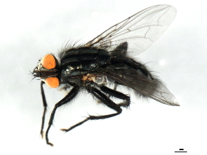 ( - 10JSROW-1794)  @13 [ ] CreativeCommons - Attribution (2011) CBG Photography Group Centre for Biodiversity Genomics